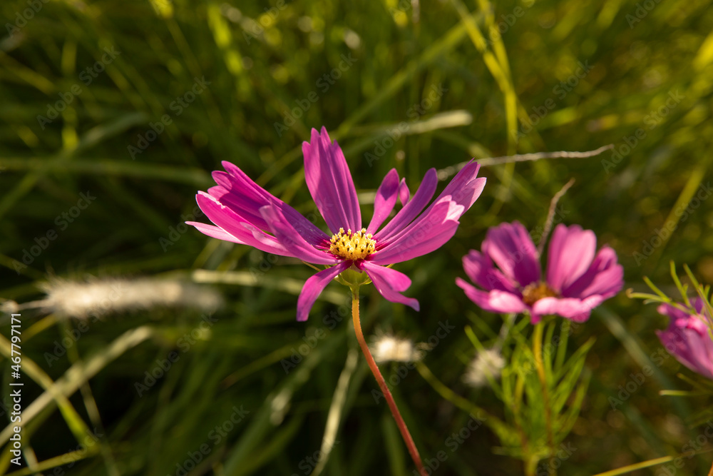 Floral. Closeup view of Cosmos bipinnatus plant, also known as Mexican Aster, flowers of pink, and fuchsia petals, blossoming in the park. Floral. Closeup view of Cosmos bipinnatus plant, also known as Mexican Aster, flowers of pink, and fuchsia petals, blossoming in the park.