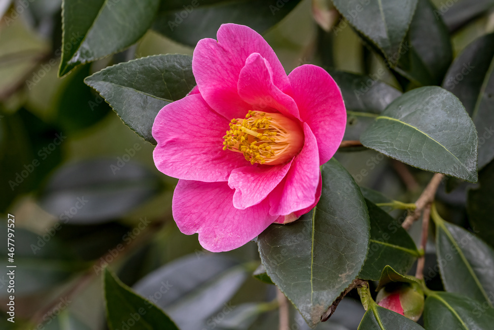 Fototapeta premium Bright pink Camellia japonica Debutante flower in spring