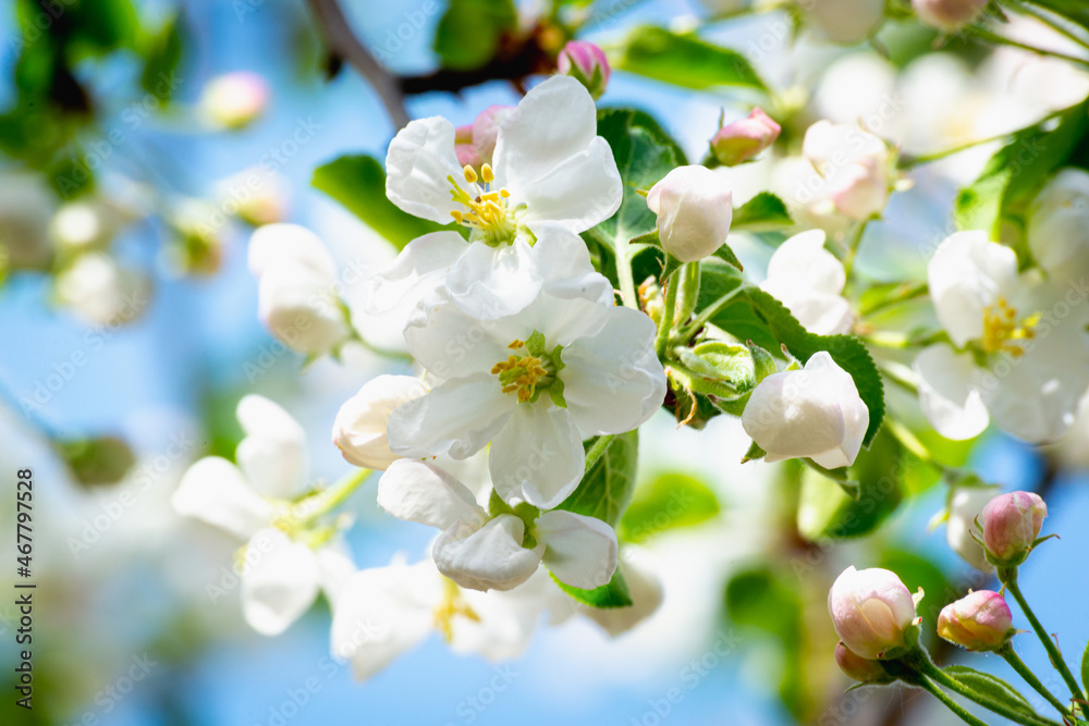 Obraz premium Blooming tree in early spring.