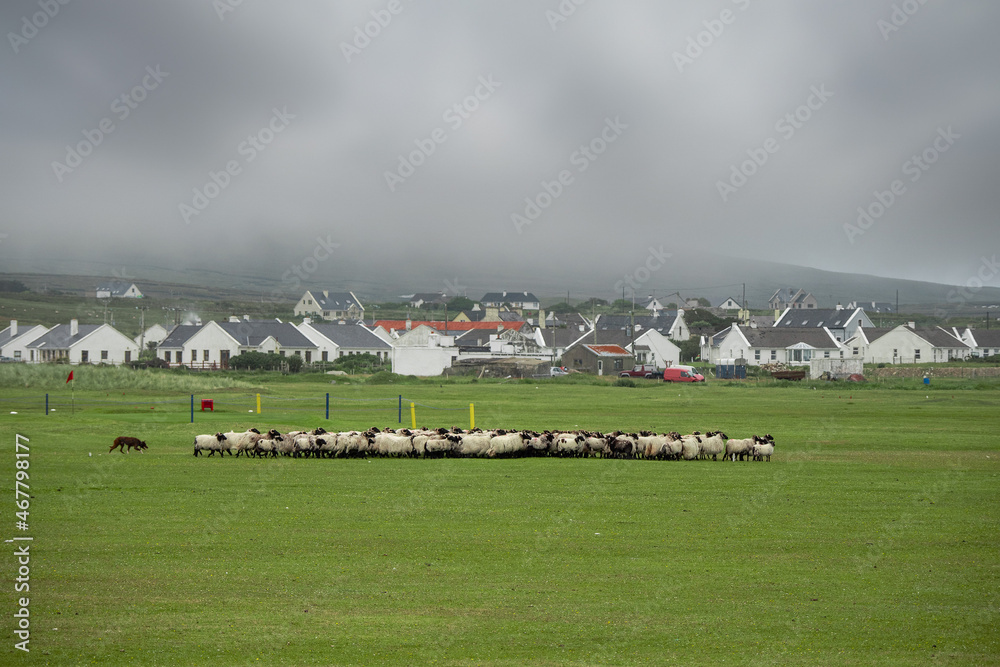 Flock of sheep arranged for movement by a boss dog. Agriculture industry. Team management and organization skill concept. Small village with white houses and mountains in the background. Low clouds. Flock of sheep arranged for movement by a boss dog. Agriculture industry. Team management and organization skill concept. Small village with white houses and mountains in the background. Low clouds.