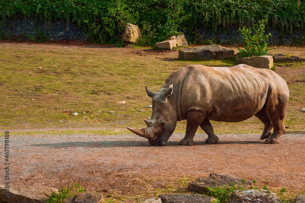 Obraz premium Amazing rhino in a zoo enclosure made to look like natural habitat. Preserving animals for future in safe and comfortable environment.