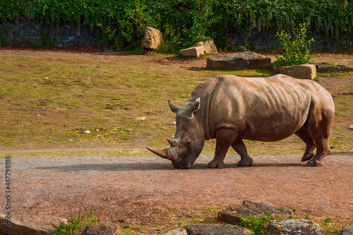 Amazing rhino in a zoo enclosure made to look like natural habitat. Preserving animals for future in safe and comfortable environment.