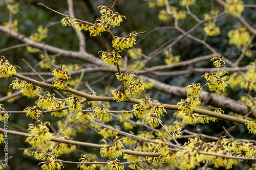 Hamamelis x intermedia Savil Starlight flowers in spring photo
