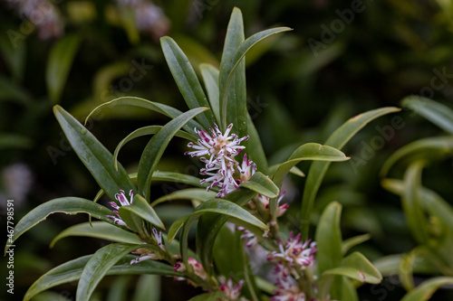 Close up of Sarcococca hookeriana Tony Schilling flowers in winter photo