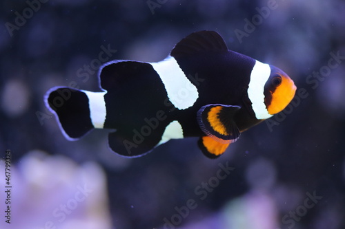 Peixe Palhaço ou Anêmona são peixes da subfamília Amphiprioninae photo