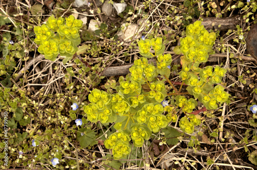 Siberian spurge (Euphorbia seguieriana) in dry meadow, Switzerland