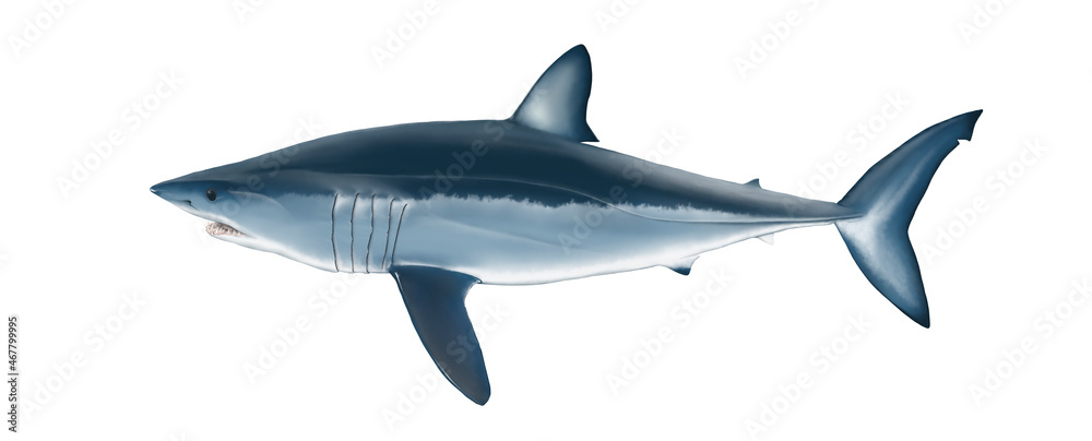 Ilustración científica de un tiburón Mako, Isurus oxirhynchus, una de las especies más amenazadas por la sobrepesca. Ilustración científica de un tiburón Mako, Isurus oxirhynchus, una de las especies más amenazadas por la sobrepesca.
