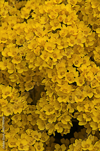 Basket-of-Gold (Aurinia saxatilis); flowers in closeup photo