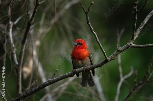 Ornithology in the Mauritius. Rare mauritius fody in wild. Birds in natural world.  © prochym