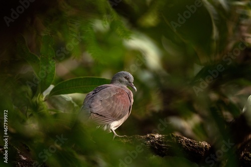 Wallpaper Mural Malagasy turtle dove, nesoenas picturatus Torontodigital.ca
