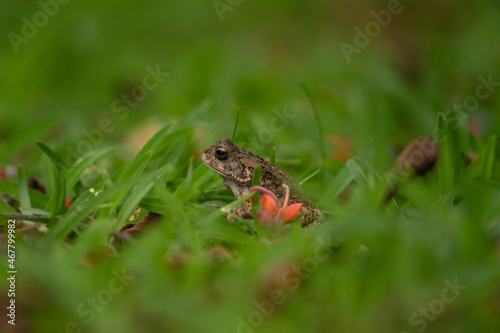 frog, Mauritius, reptile