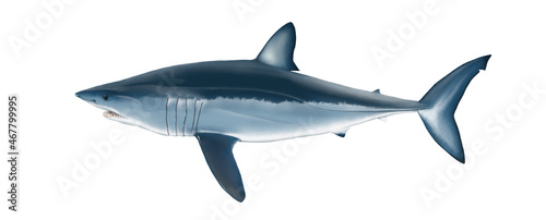 Ilustración científica de un tiburón Mako, Isurus oxirhynchus, una de las especies más amenazadas por la sobrepesca. photo