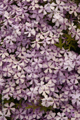 Spreading Phlox (P. diffusa) in rockery