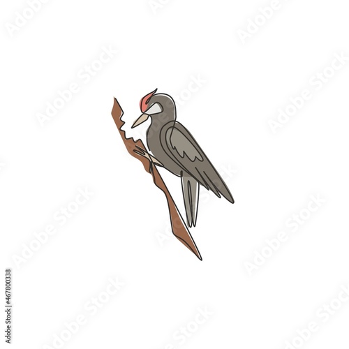 One continuous line drawing of cute woodpecker on wood tree. Beak drummer bird mascot concept for national zoo icon. Modern single line draw design graphic vector illustration photo