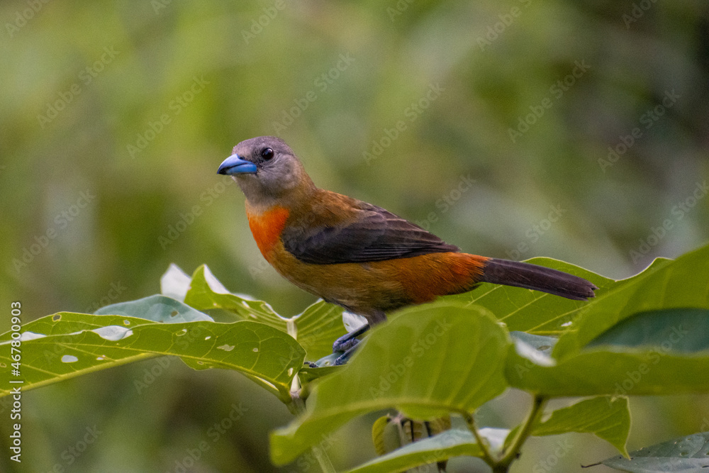 Female Cherrie's tanager (Ramphocelus passerinii costaricensis)
