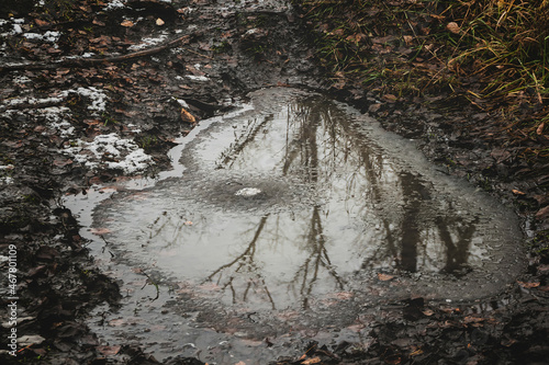 reflection of trees in a frozen puddle. mud of autumn weather after rain. spring puddles
