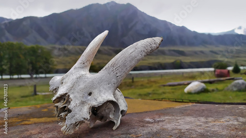 goat skull on a background of beautiful mountains