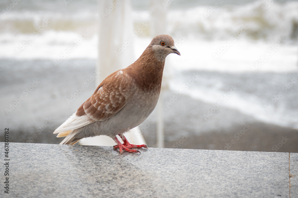 Beautiful dun pigeon sitting on the waterfront Beautiful dun pigeon sitting on the waterfront