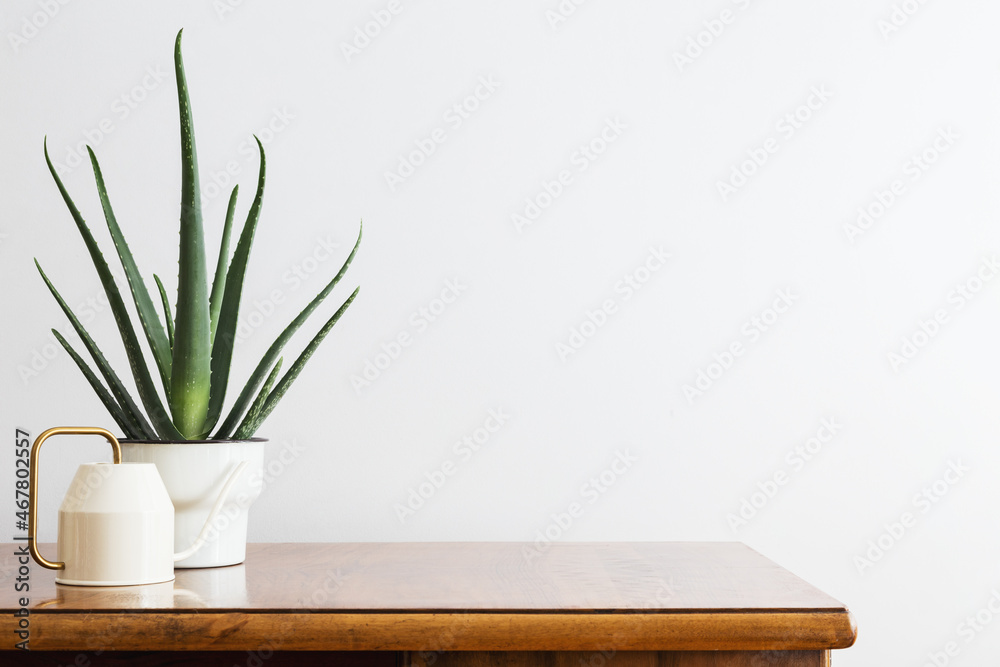 Plant on a table and watering can. Mock up.	
 - obrazy, fototapety, plakaty 