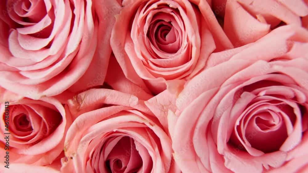 Beautiful pink rose rotating on white background, macro shot. Bud closeup. Petals of blooming pink rose flower open. High quality 4k footage Beautiful pink rose rotating on white background, macro shot. Bud closeup. Petals of blooming pink rose flower open. High quality 4k footage