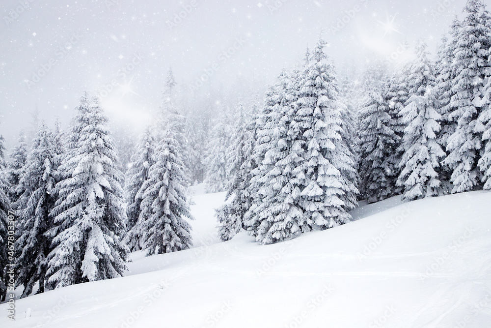 magic winter landscape with snowy fir trees