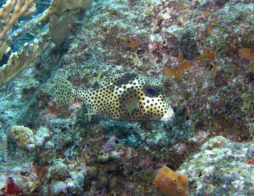 Spotted Trunkfish grazing on the reef Spotted Trunkfish grazing on the reef