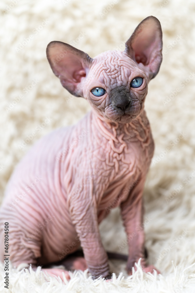Portrait of lovely Canadian Sphynx Cat kitten with big blue eyes looking at camera, sitting on white carpet with long pile. Close-up view of hairless female kitten blue mink with white color