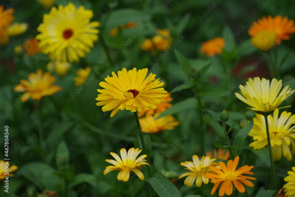 Meadow of orange pot marigold bloosom Meadow of orange pot marigold bloosom