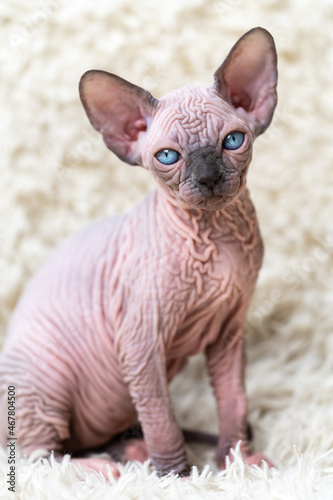 Portrait of lovely Canadian Sphynx Cat kitten with big blue eyes looking at camera, sitting on white carpet with long pile. Close-up view of hairless female kitten blue mink with white color