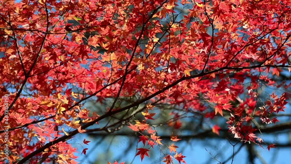 Autumn maple leaves on tree branches. Autumn maple leaves on tree branches.