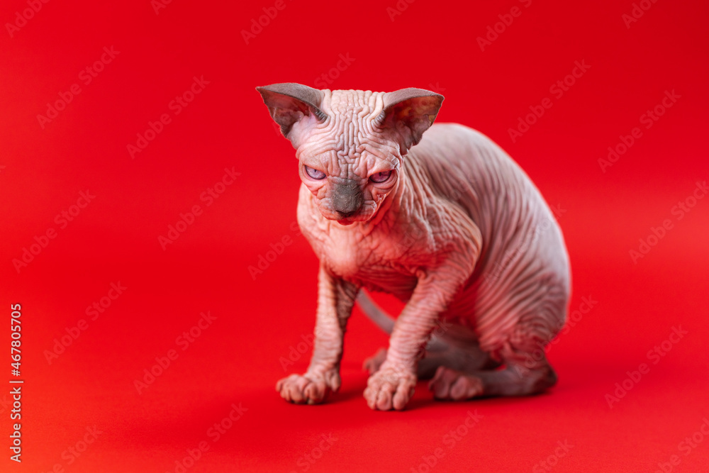 Portrait of Canadian Sphynx Cat of blue mink and white color with an attentive look. Beautiful hairless 4 month old female kitten sits on red background. Studio shot.