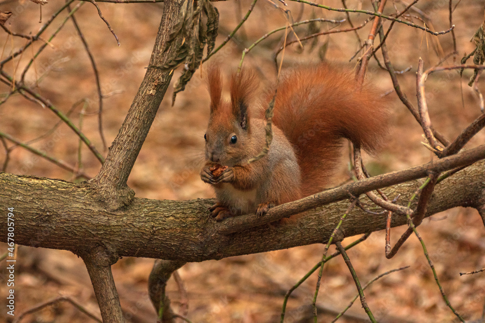 Fototapeta premium red squirrel with walnuts in the autumn forest among the leaves
