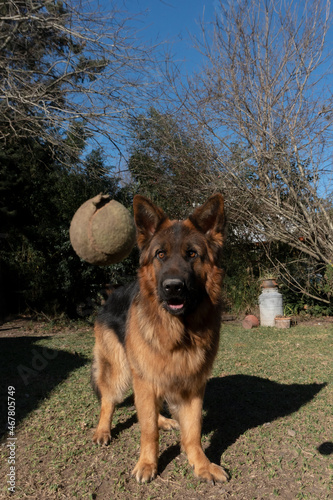 Animales y naturaleza