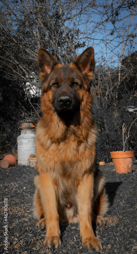 Animales y naturaleza