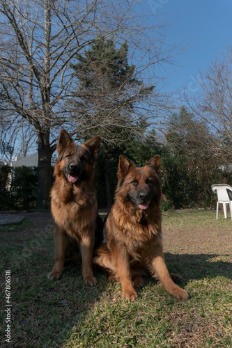 Animales y naturaleza