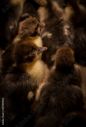 Animales y naturaleza