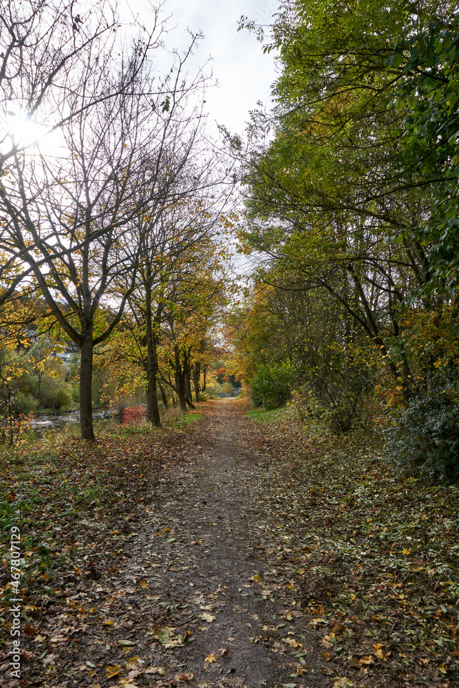 beautiful path by the river with trees in autumn