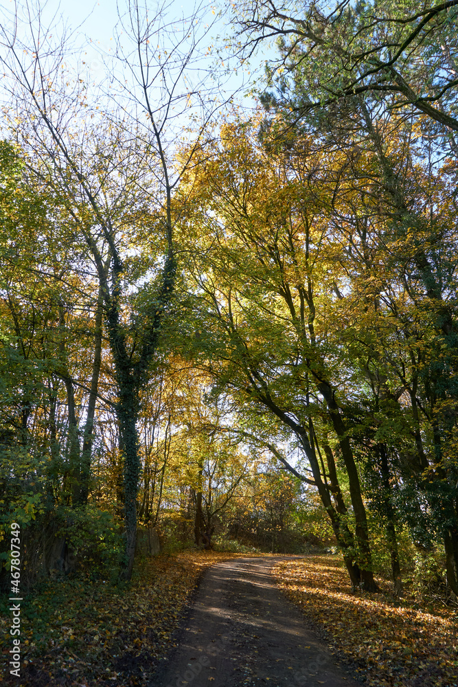 beautiful forest path in autumn with many colorful leaves in sunshine under blue sky