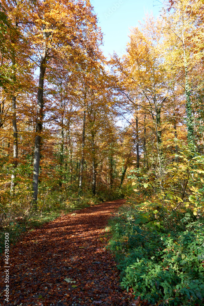 beautiful forest path in autumn with many colorful leaves in sunshine under blue sky