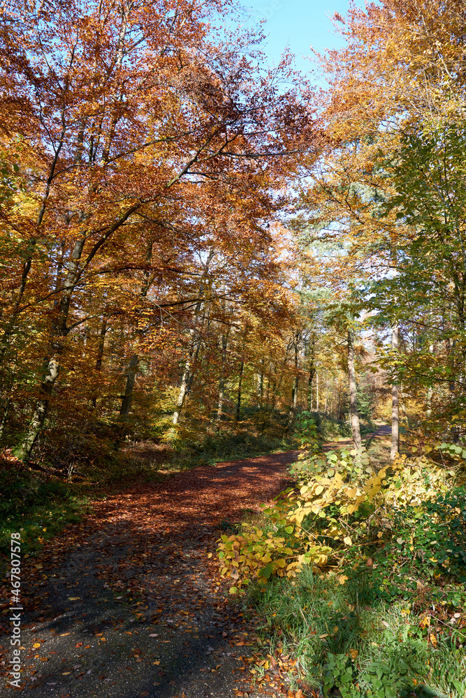 Obraz premium beautiful forest path in autumn with many colorful leaves in sunshine under blue sky