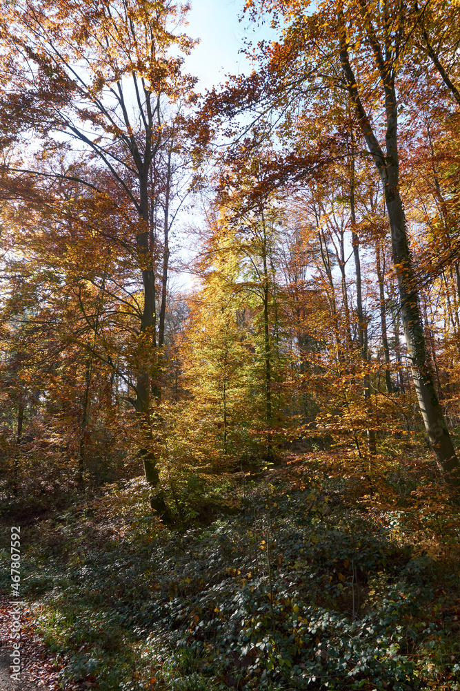 Fototapeta premium beautiful forest path in autumn with many colorful leaves in sunshine under blue sky
