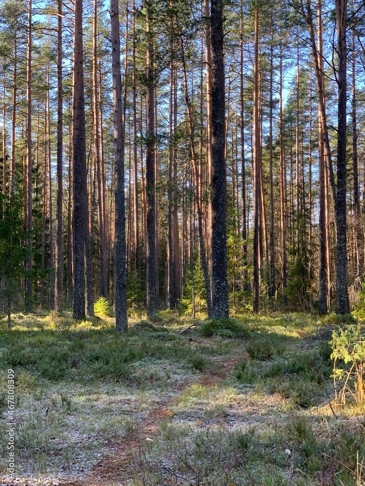 Obraz premium pine forest in the morning, tall forest trees in the sun, the first frost in autumn in the forest, frosty sunny morning