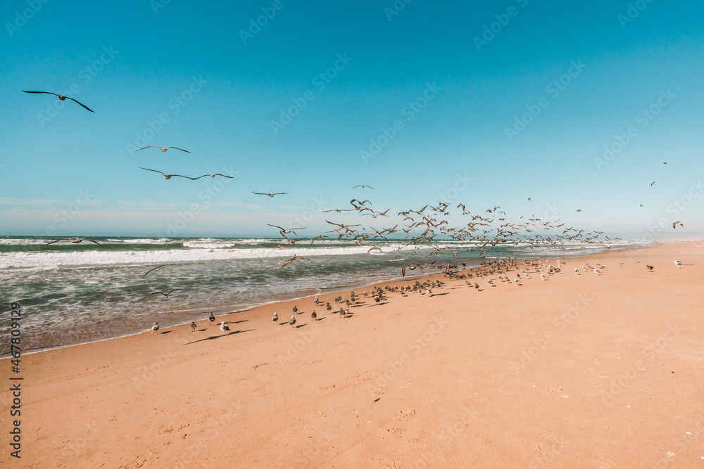 Flock of sea birds on the beach, California coastline. Wilderness area, clear blue sky on background