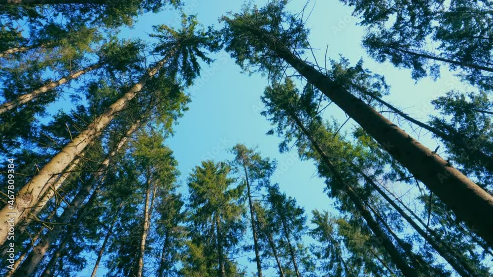 Bottom view on the tops of pine trees growing in coniferous forest
Bottom view on the tops of pine trees growing in coniferous forest