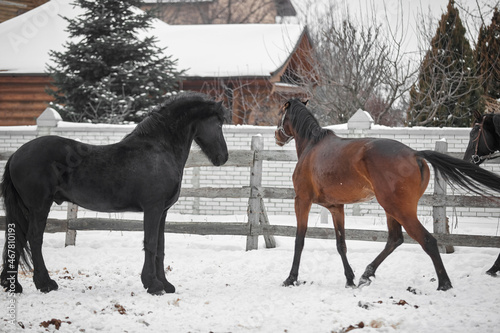 Horses walk in the snow in winter