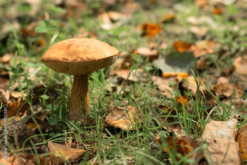 One big mushroom in the autumn forest. Nature, harvest concept. Selective focus One big mushroom in the autumn forest. Nature, harvest concept. Selective focus