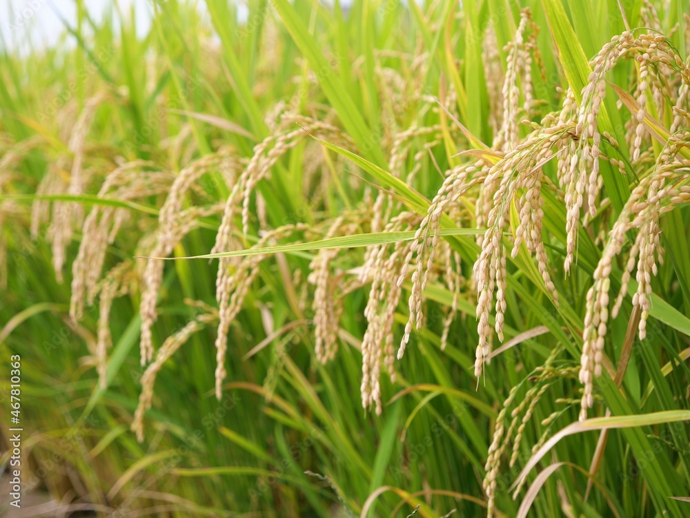 秋になり、収穫時期を迎えた稲