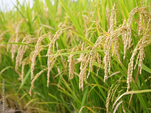 秋になり、収穫時期を迎えた稲