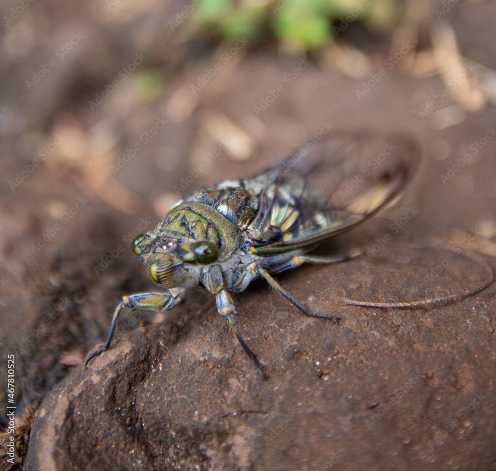 Obraz premium Cigarra natureza