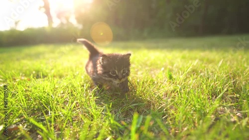 Young grey and black kitten walking towards the camera during sunset, golden hour, in the summer with a sun flare. photo